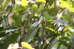 Actinodaphne malabarica